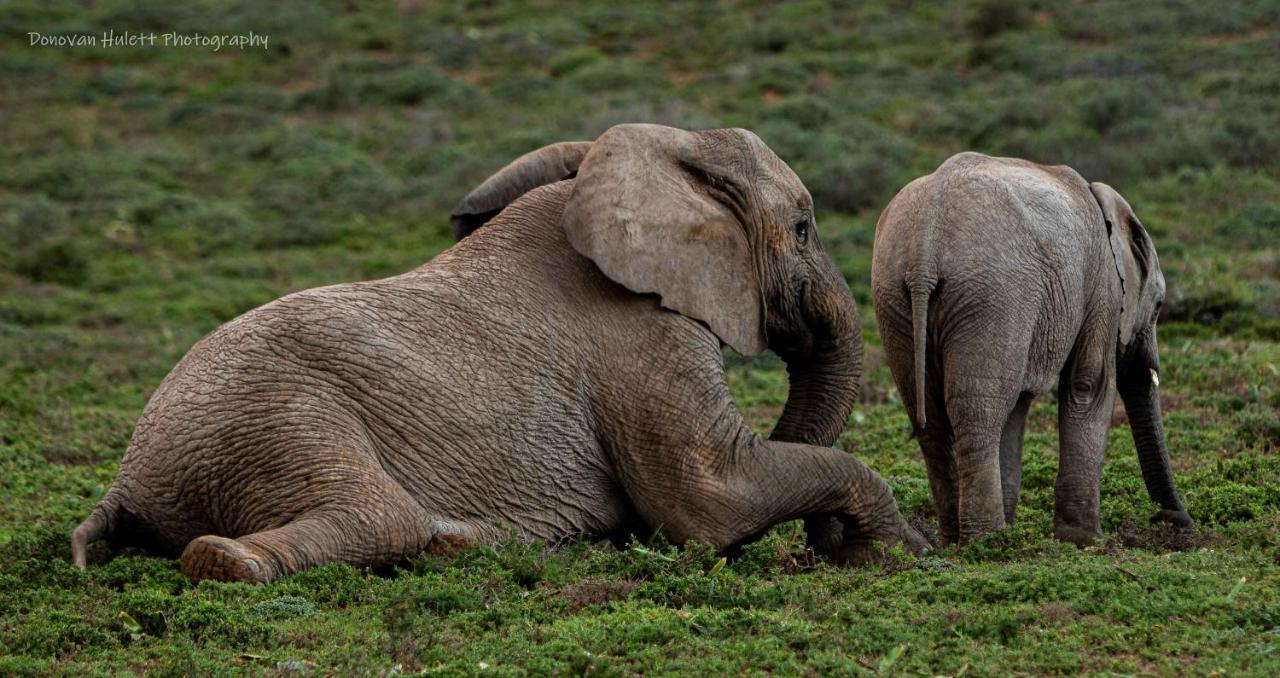 Woodbury Tented Camp - Amakhala Doğa Koruma Alanı Dış mekan fotoğraf