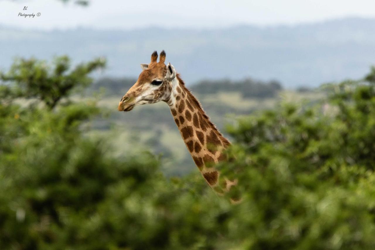 Woodbury Tented Camp - Amakhala Doğa Koruma Alanı Dış mekan fotoğraf
